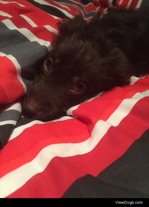 my handsome lil man, bigby! a ten week old labradoodle :)