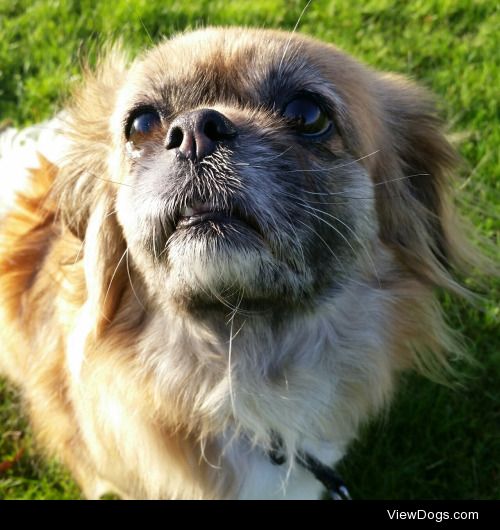 Chiru, my 8-year old tibetan spaniel lady!