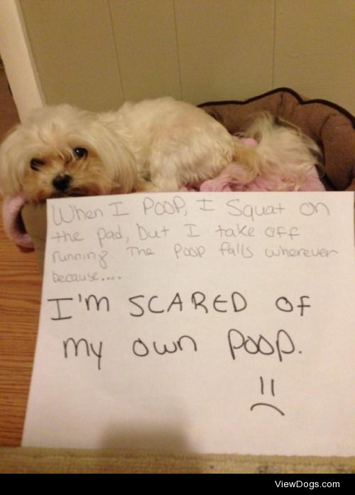 Pooping is Scary

Our five year old Maltese has done this since…