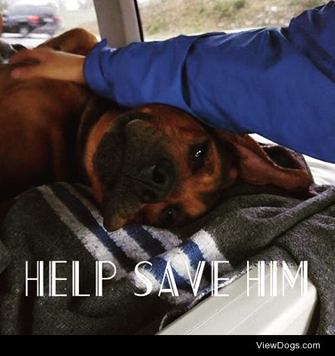amberlapointe87:

This is Trace and he needs help. My friends…