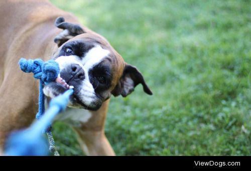 Say hi to Greta – 10 years old boxer with the biggest heart in…