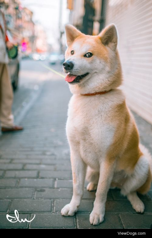 iMiao5 | doge!