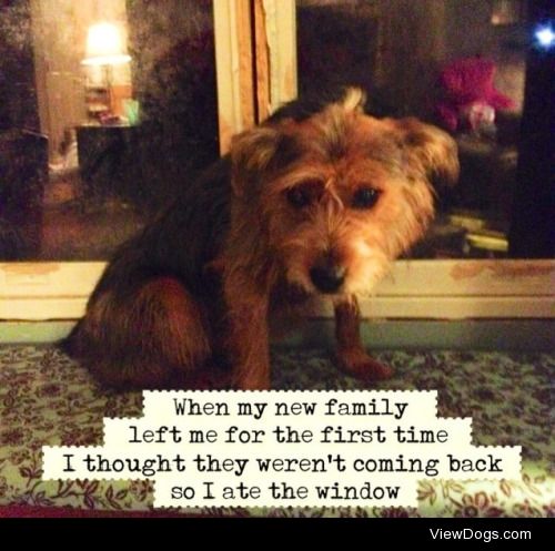 Windows are not chew toys

“The first time my new family…