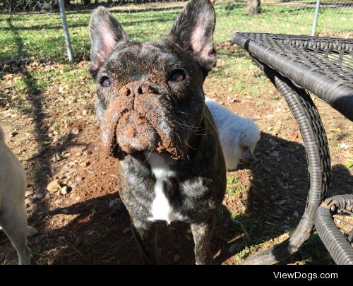 Willis thought the best place to watch another dog dig a hole…