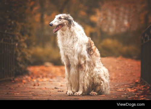 Dennis Timmermann | Russian Wind Dog