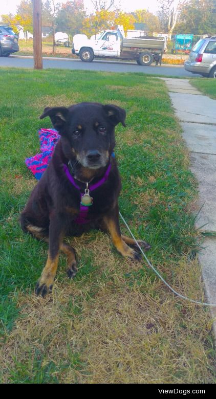Our old girl Sassy, as GSD/rottie mix who just passed away at…