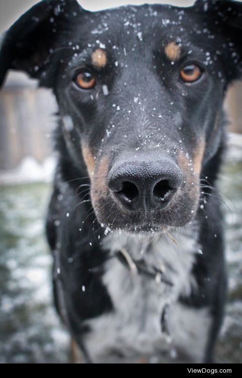 Cosmo, my australian cattledog/australian shepherd cross, during…