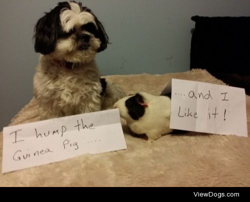 What a little Shih Tzu!

I hump the guinea pig. And I like it!