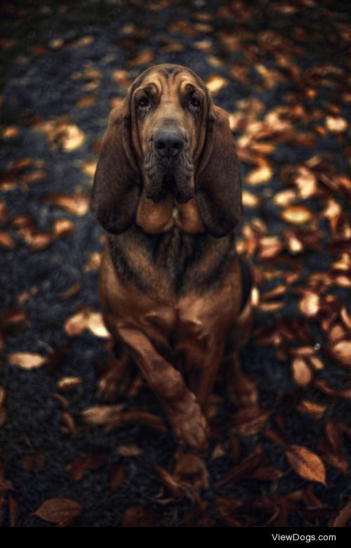 Mica Payage | Autumn dog