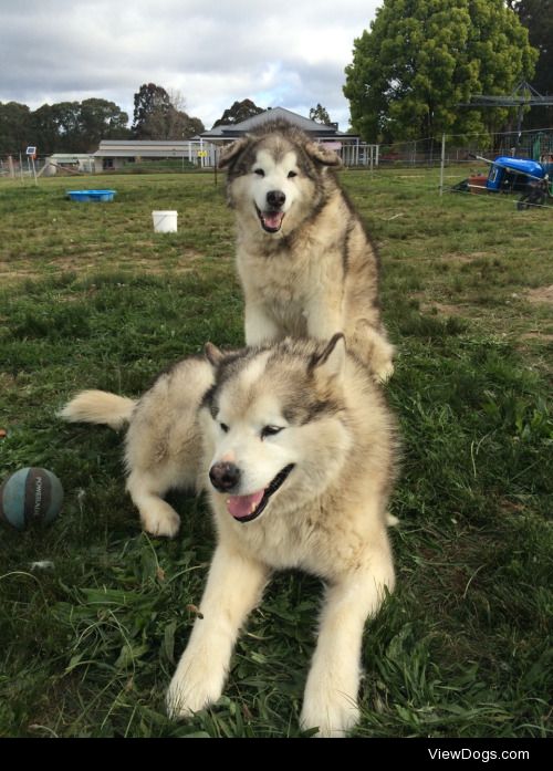 Nitro, the ‘leader’ of the pack, and Diesel (back)…