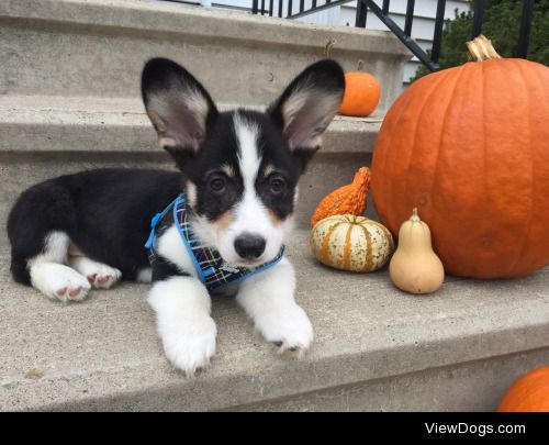 Louie the corgi, Halloween 2015