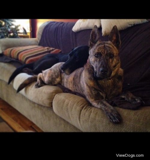 This is Tiger Lilly, (the brindle), and Lucky, (the black one.)…