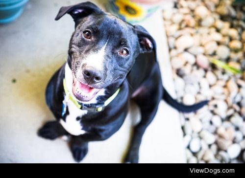 Freddy, the pup at about 10 months old. @handsomedogs