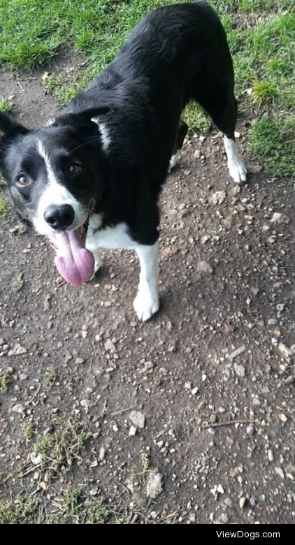 My gorgeous border collie called Moss, 9 years old but still a…