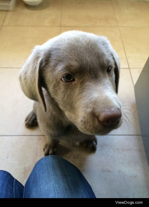 Wrangler, eight-week-old Silver Lab learning to sit