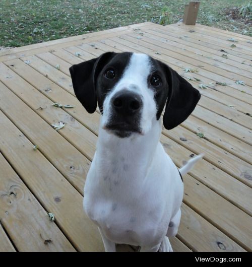 my beautiful dalmatian mix, Lulu.