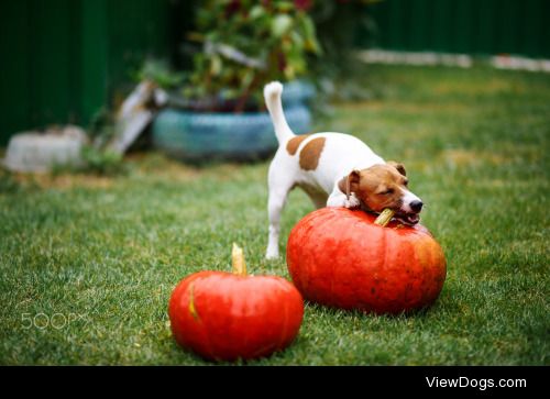 Diana Shevchyk | Little cute puppy Ayvi