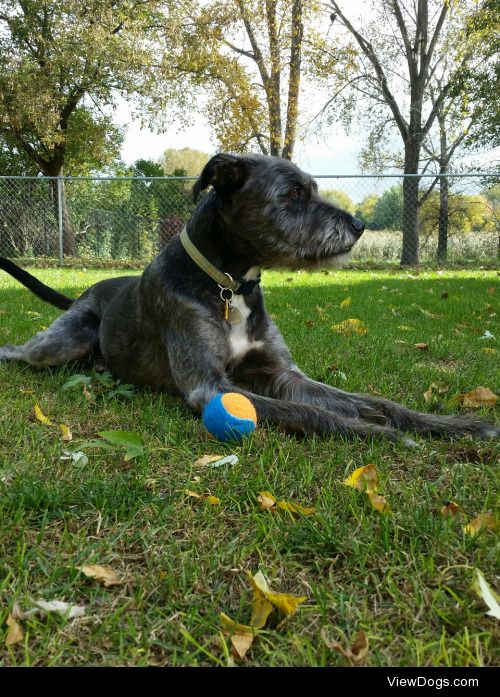 Loki, our handsome loveable mutt