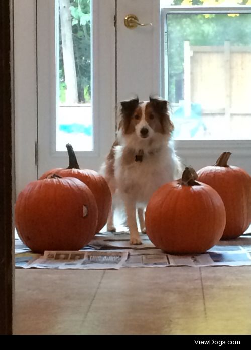 This is Penny (Left) and Jeannie with my nephew, her favourite…