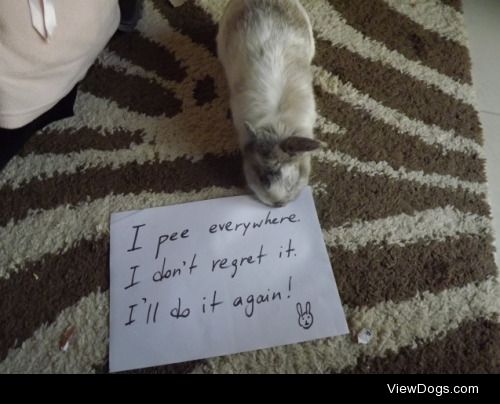 The no regrets bunny

Our 1-year-old bunny rabbit Charlie used…