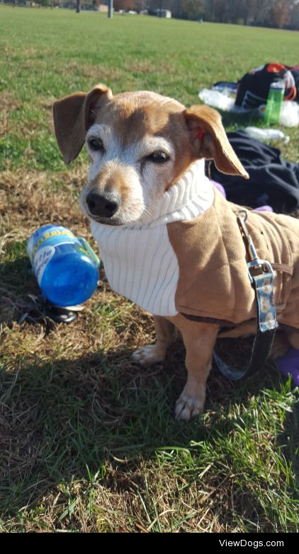 Deputy Fred the service dog braving the elements during my…