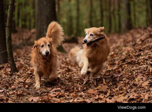 saltydogimaging | Fall run in the woods