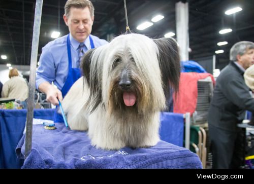 Congratulations to the Skye Terrier, Charlie, who won the…