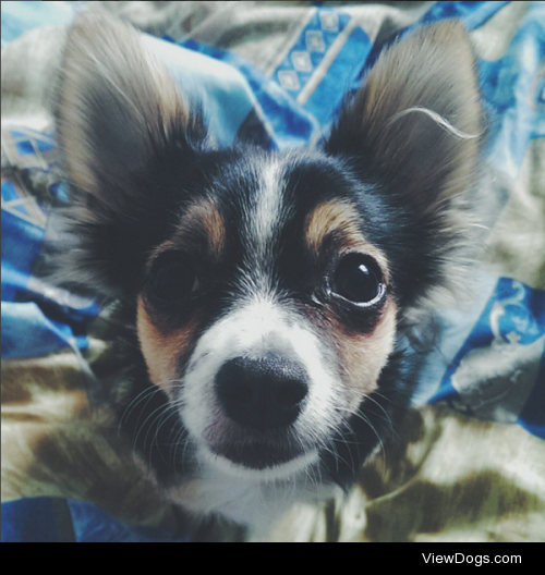 hi, this is my 1,5 yo chihuahua Batty (‘cause i’m a huge fan of…