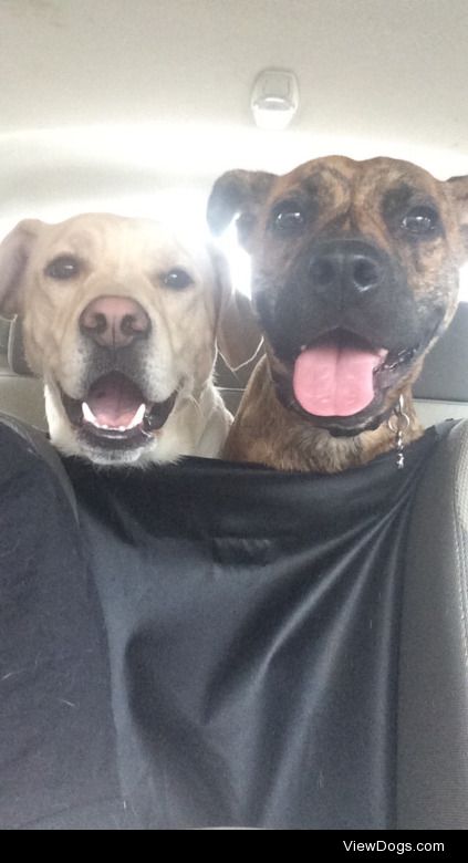 jax and tyson on a seven hour road trip :)