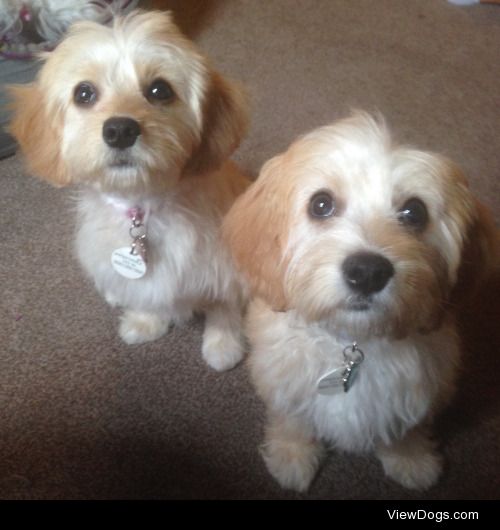 Nala and Simba after their first haircuts.