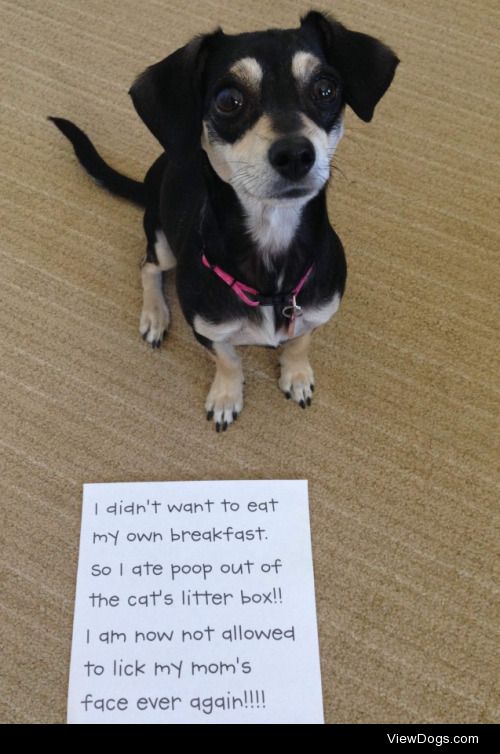 No More Face Licking for Me!

I decided that cat poop was the…