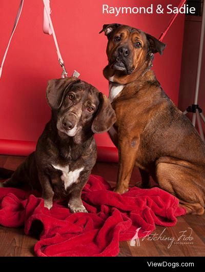 These two lovable bonded dogs are Raymond (rottie mix) and Sadie…