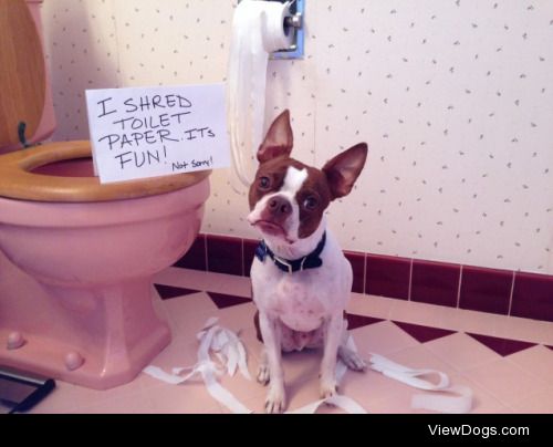 Boston TP-er

I shred toilet paper. It’s fun. Not sorry!