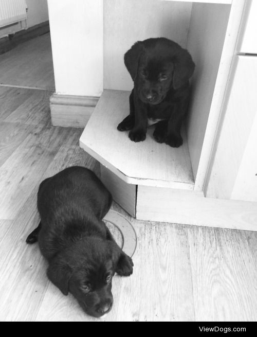 My black lab’s 6-week-old puppies don’t quite understand what…