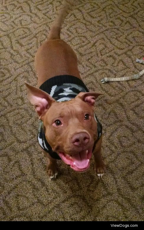 Big Buff, a 2yo Pitt (named after Dustin Byfuglien) and Gracie…