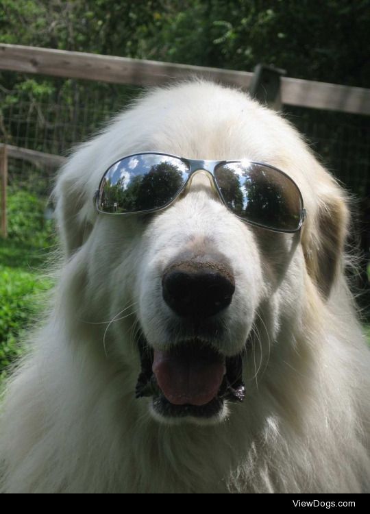 Post a Great Pyrenees