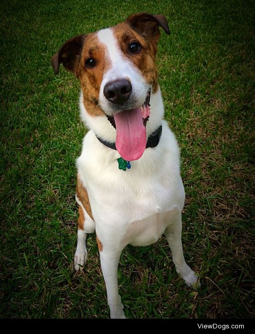 Dodger, the smooth collie mutt. An 80lb goofball.