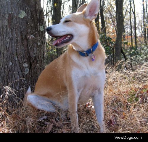 Radar, German shepherd / husky