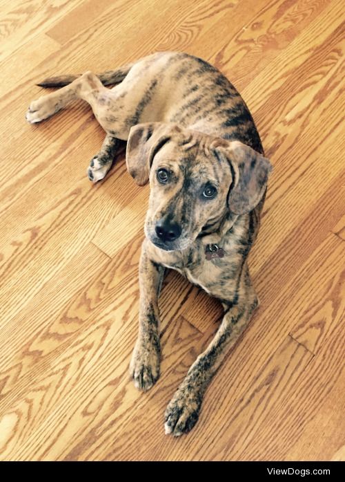 This is Ava, my 7 month old rescue Plott Hound :)