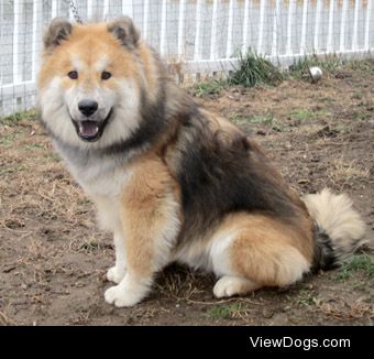 This may be a weird question but have you ever seen or heard of a Chow Chow x Rough Collie dog? All I could find with Google were Chow Chow x Border Collie.