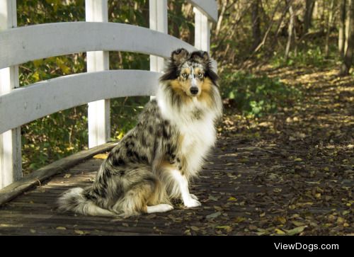 Rikke Chemnitz Povelsen | Daisy the dog in autumn forest