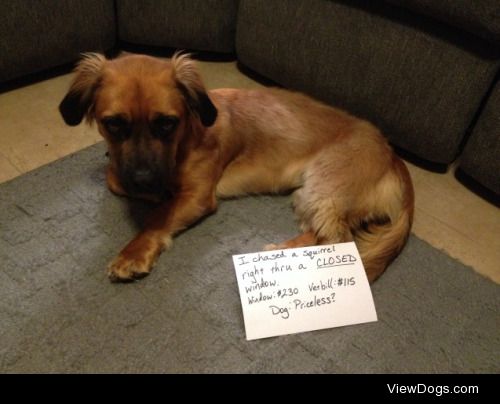 Closed windows can’t stop me!

“I chased a squirrel…