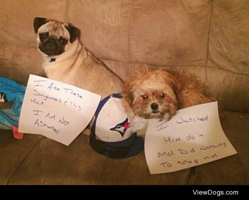 Maybe they were Royals fans?

Doug and Daisy are best friends…