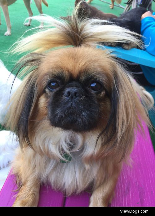 This is my dog, Bowser! He’s a pekingese mix :)