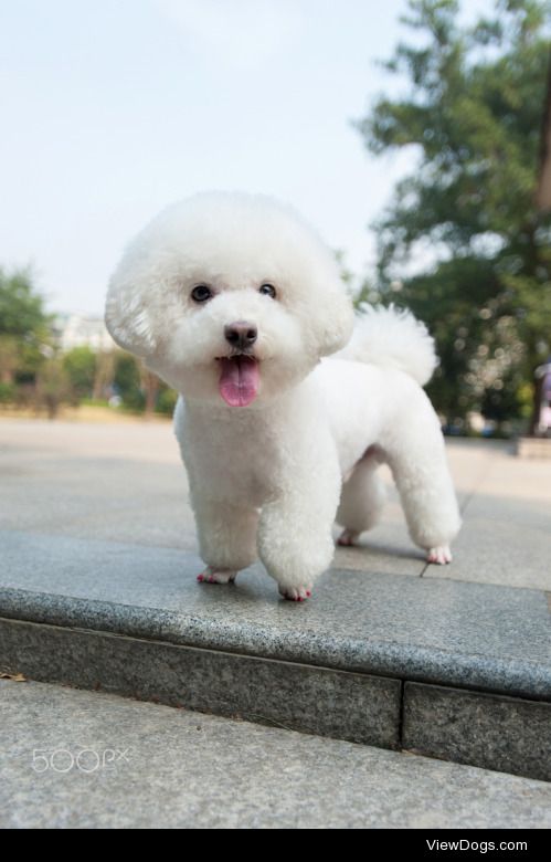 zhao hui | Happy little dog