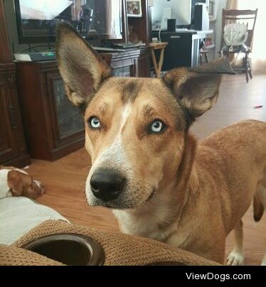 This is Tuna. She’s a husky pit Mix she turns 2 next month!