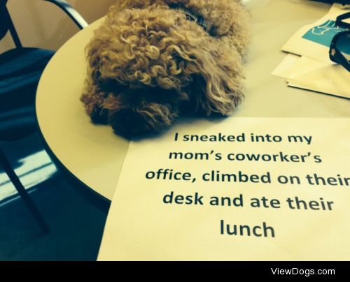 Bring your dog to work, they say. It’ll be fun, they…