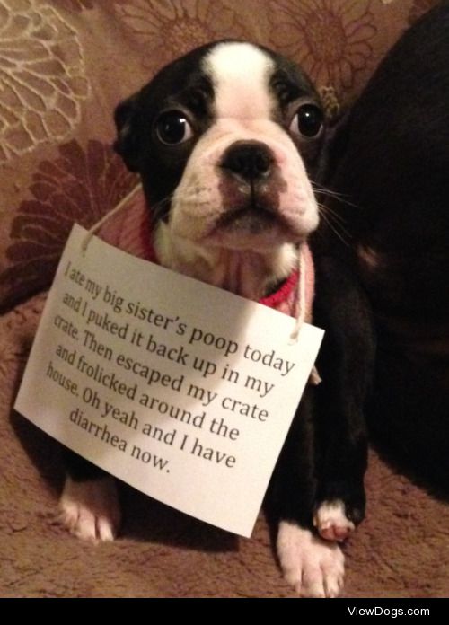 Full of shame

our new boston terrier pup ate about a pound of…