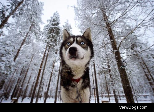 Olivier Morin | husky farm near Rovaniemi finnish Lapland in…