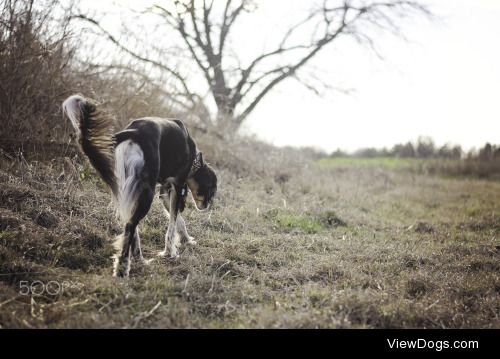 Hannah Hix | Azim the Saluki